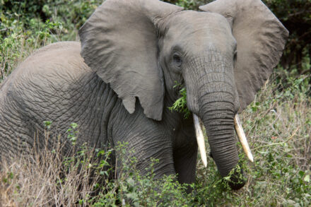 Africa